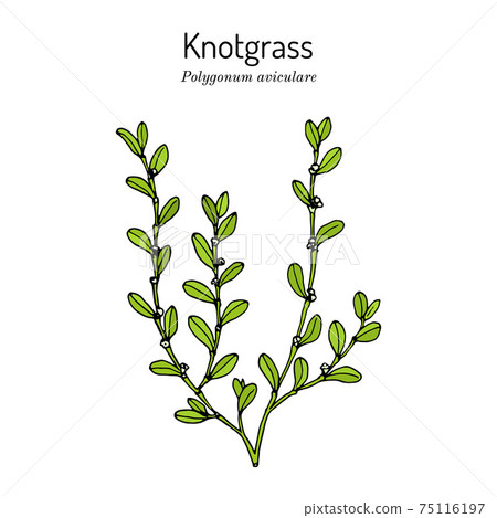 Common knotgrass, Polygonum aviculare , medicinal plant 75116197