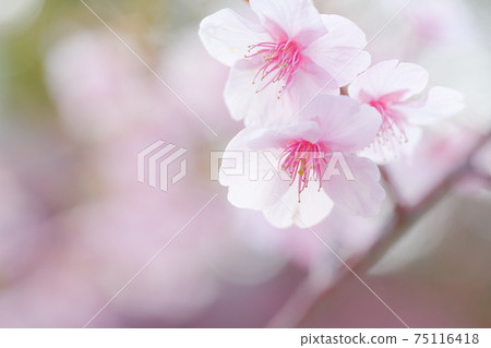 梅花(愛知縣名古屋市上野天滿宮) 梅花(愛知縣名古屋市上野天滿宮) 75116418