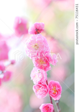 粉紅梅花(愛知縣名古屋市上野天滿宮) 粉紅梅花(愛知縣名古屋市上野天滿宮) 75116431