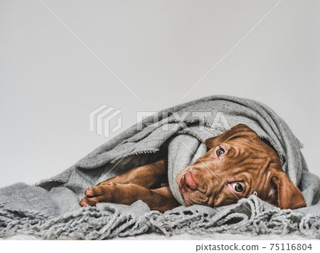 Lovable, pretty puppy of brown color. Close-up 75116804