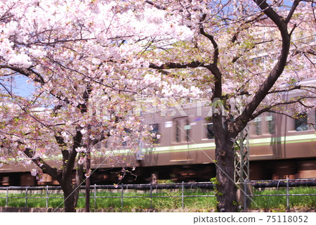 櫻花井之頭線 櫻花井之頭線 75118052
