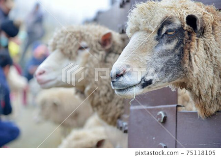 Sheep (Ovis aries) at Qingjing Farm, Taiwan 75118105