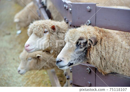 Sheep (Ovis aries) at Qingjing Farm, Taiwan 75118107