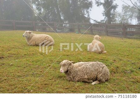 綿羊(Ovis aries)在台灣清境農場 75118180