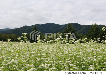 Shinshu buckwheat field and flowers Shinshu buckwheat field and flowers 75118196