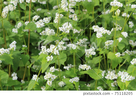 信州蕎麥場和鮮花 信州蕎麥場和鮮花 75118205