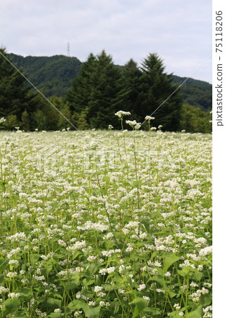 信州蕎麥場和鮮花 信州蕎麥場和鮮花 75118206