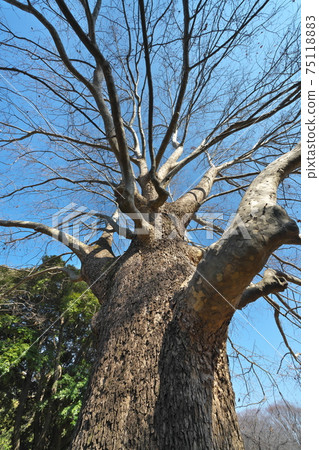 A giant tree of American sycamore, winter scenery with falling leaves and stunning branching A giant tree of American sycamore, winter scenery with falling leaves and stunning branching 75118883
