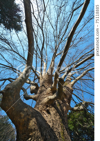 A giant tree of American sycamore, a winter landscape where the leaves fall and you can see the splendid overhang of branches A giant tree of American sycamore, a winter landscape where the leaves fall and you can see the splendid overhang of branches 75118885