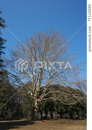 American sycamore (Kinuta Park), a giant tree selected as one of the 100 best trees in Setagaya American sycamore (Kinuta Park), a giant tree selected as one of the 100 best trees in Setagaya 75118890