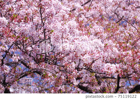吉野櫻花樹 75119122