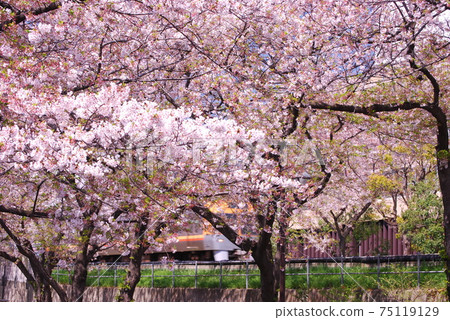 Near Takaido Station, Inokashira Line and rows of cherry blossom trees Near Takaido Station, Inokashira Line and rows of cherry blossom trees 75119129