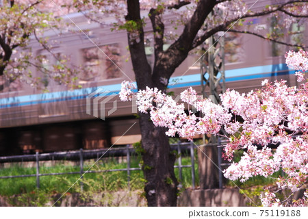 Near Takaido Station, Inokashira Line and rows of cherry blossom trees 75119188