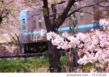 Near Takaido Station, Inokashira Line and rows of cherry blossom trees 75119189
