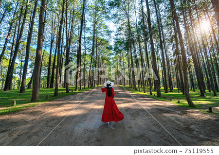 Beautiful girl in red dress walking in pine tree forest or Suan Son Bor Kaew in Chiang mai province, Thailand. Beautiful girl in red dress walking in pine tree forest or Suan Son Bor Kaew in Chiang mai province, Thailand. 75119555