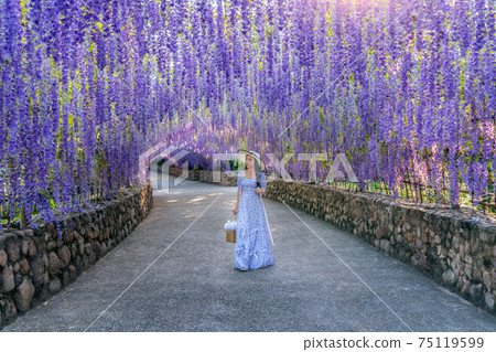 Beautiful girl walking at purple flower tunnel in Chiang Rai, Thailand. Beautiful girl walking at purple flower tunnel in Chiang Rai, Thailand. 75119599