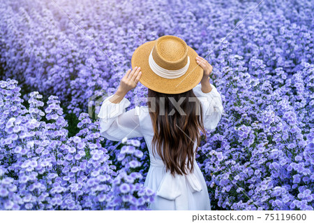 Beautiful girl in white dress walking in Margaret flowers fields, Chiang mai in Thailand. Beautiful girl in white dress walking in Margaret flowers fields, Chiang mai in Thailand. 75119600