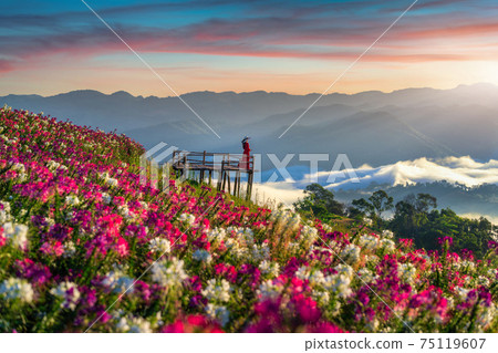 Beautiful girl enjoying at flowers fields and sunrise viewpoint in Tak province. Beautiful girl enjoying at flowers fields and sunrise viewpoint in Tak province. 75119607