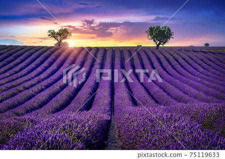 Beautiful lavender field at sunset. 75119633