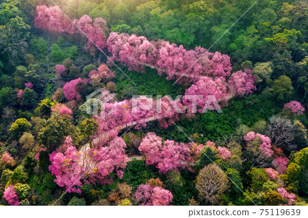 Aerial view of pink cherry blossom trees on mountains. Aerial view of pink cherry blossom trees on mountains. 75119639