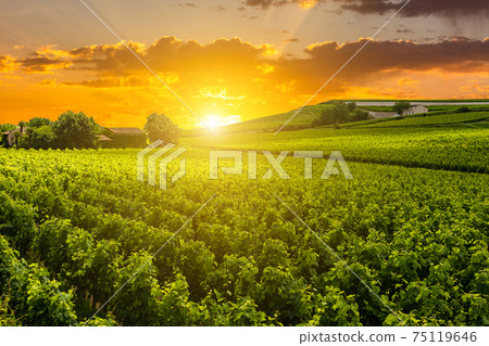 Beautiful vineyard at sunset. Travel around Tuscany, Italy 75119646