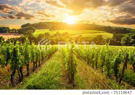 Beautiful vineyard at sunset. Travel around Tuscany, Italy 75119647