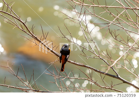 賈維塔基先生 75120359