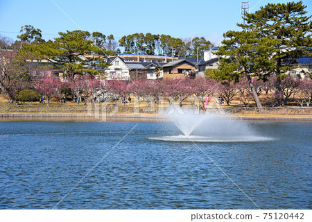 Umebayashi in Minami Park, Okazaki City in spring Umebayashi in Minami Park, Okazaki City in spring 75120442