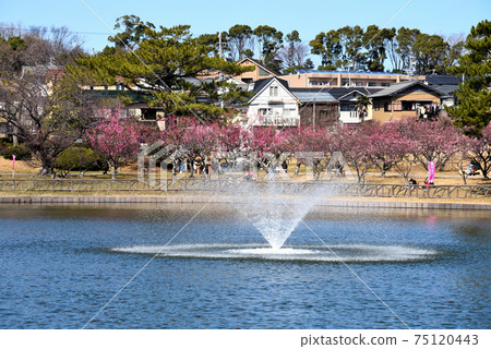Umebayashi in Minami Park, Okazaki City in spring Umebayashi in Minami Park, Okazaki City in spring 75120443
