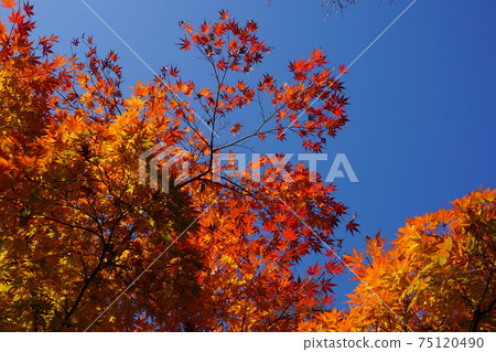 Autumn leaves of Engakuji Temple, the main temple of the Rinzai sect in autumn Autumn leaves of Engakuji Temple, the main temple of the Rinzai sect in autumn 75120490