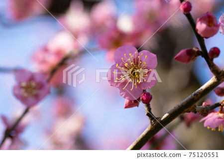 梅花節在東京著名的梅花盛開場所 75120551