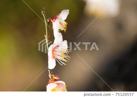 梅花節在東京著名的梅花盛開場所 75120557