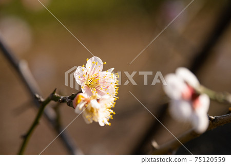 Plum Festival at a famous place for plum blossoms in Tokyo 75120559