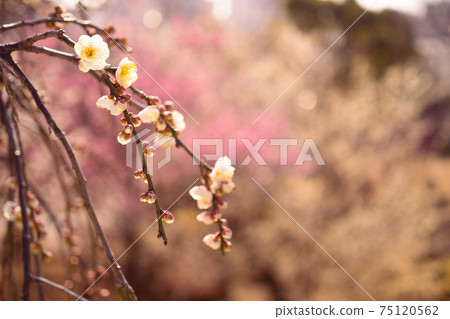 梅花節在東京著名的梅花盛開場所 75120562