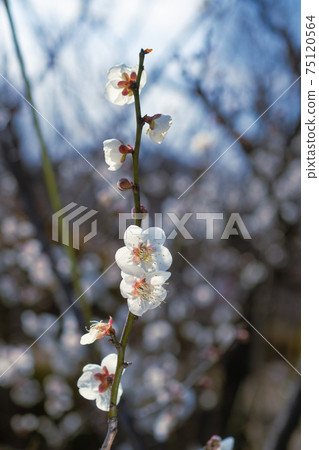Plum Festival at a famous place for plum blossoms in Tokyo 75120564