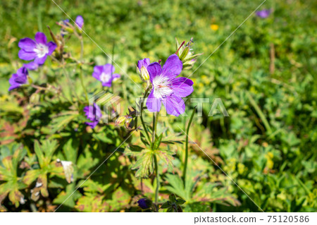 Geranium sylvaticum wild flowers in Vanoise national Park, France Geranium sylvaticum wild flowers in Vanoise national Park, France 75120586