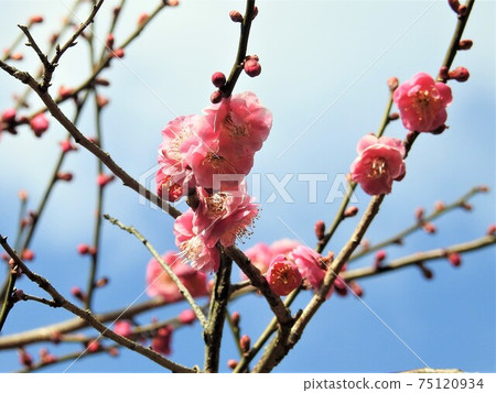 Beautiful plum blossoms Beautiful plum blossoms 75120934