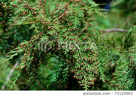 導致花粉症的植物 柏樹 照片素材 圖片 圖庫 導致花粉症的植物 柏樹 照片素材 圖片 圖庫