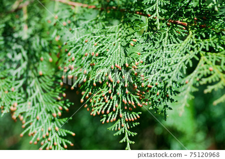 導致花粉症的植物 柏樹 照片素材 圖片 圖庫 導致花粉症的植物 柏樹 照片素材 圖片 圖庫