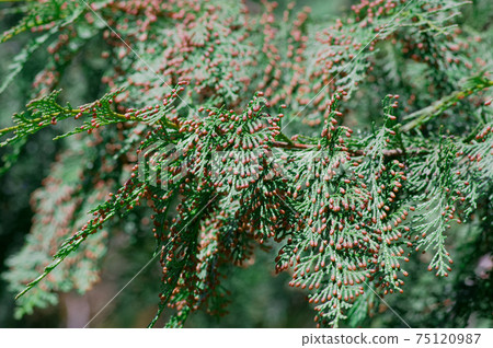 導致花粉症的植物 柏樹 照片素材 圖片 圖庫