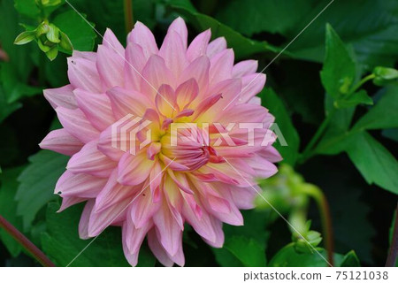 Dahlia; Dahlia pinnata Cav. 75121038