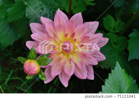 大麗菊;大麗菊屬(Dahlia pinnata Cav.) 大麗菊;大麗菊屬(Dahlia pinnata Cav.) 75121041