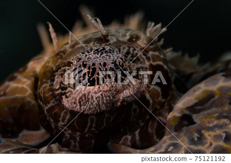 Crocodile eyes Crocodile eyes 75121192