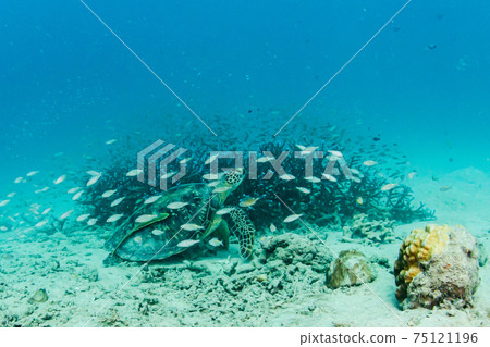 Coral and sea turtle Coral and sea turtle 75121196