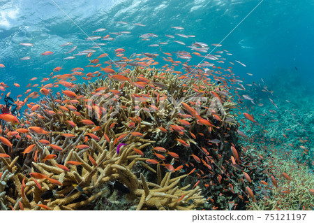 Sea goldie living with eda coral Sea goldie living with eda coral 75121197