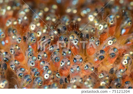 Clownfish egg 75121204