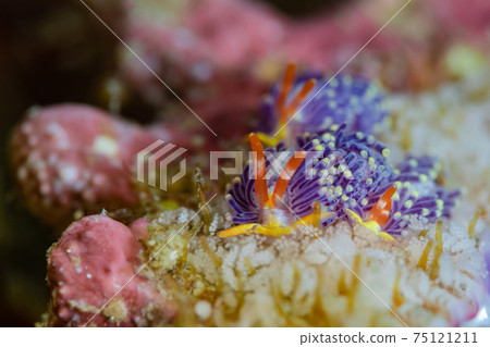 藍眼鏡蛇的誕生 75121211