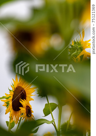 Sun Flower Sun Flower 75121369