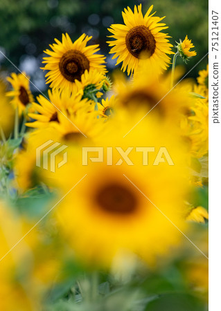 Sun Flower Sun Flower 75121407