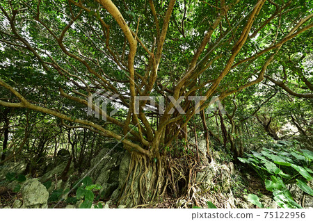 從大雪林山 75122956